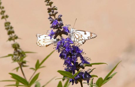 סיור פרפרים וחרקים: מסע מרתק לכל המשפחה