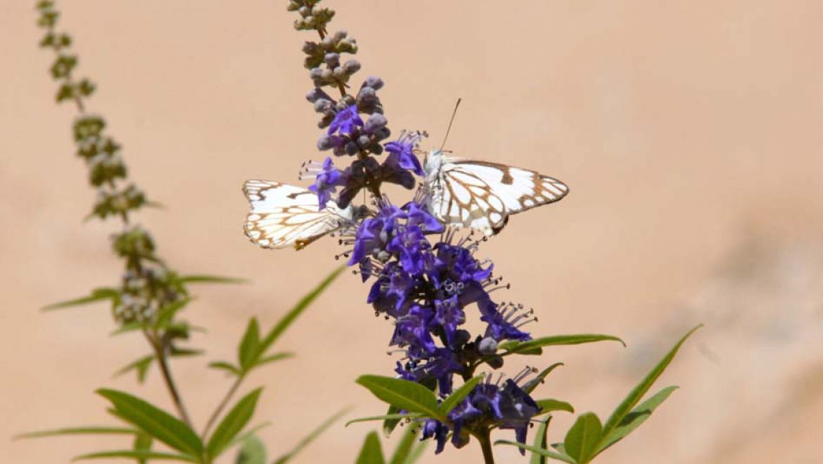 סיור פרפרים וחרקים: מסע מרתק לכל המשפחה
