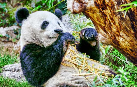 מסע בסצ’ואן המולדת של הפנדה
