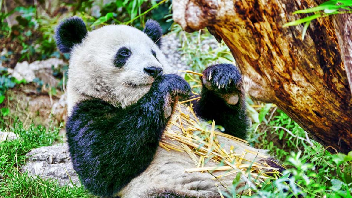 מסע בסצ’ואן המולדת של הפנדה