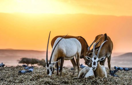 חוות חיות באוויר הפתוח בערבה התיכונה שכדאי לבקר בהן עם הילדים