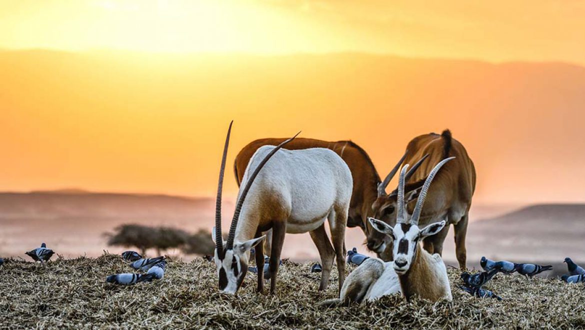 חוות חיות באוויר הפתוח בערבה התיכונה שכדאי לבקר בהן עם הילדים