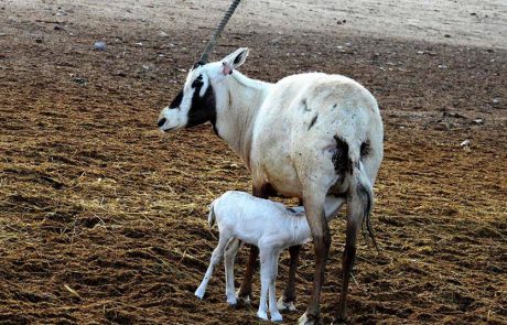 בייבי בום: עגל ראם לבן חדש אחרי הגשם