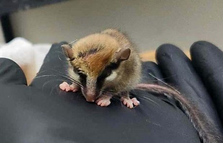 הנמנמן המתוק, שאושפז בבי”ח לחיות בר בספארי ומתאושש