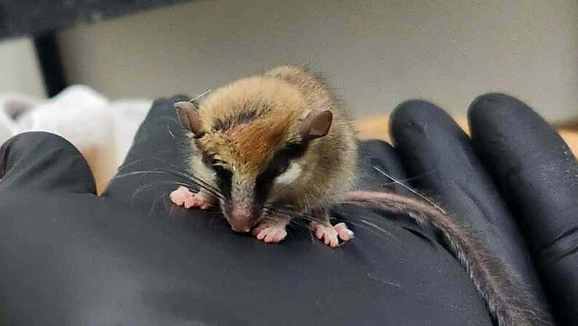 הנמנמן המתוק, שאושפז בבי”ח לחיות בר בספארי ומתאושש