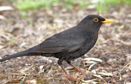 חיות לילה במוזיאון הטבע ע”ש שטיינהרדט