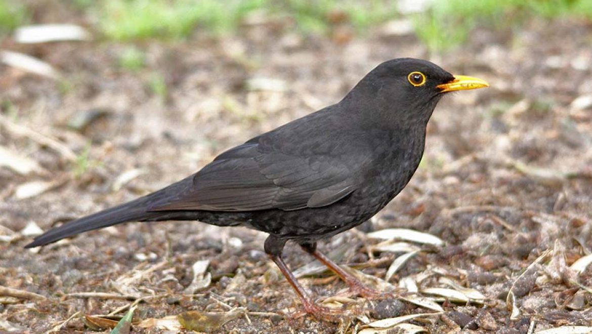 חיות לילה במוזיאון הטבע ע”ש שטיינהרדט