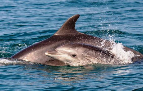 תצפית משמחת של דולפיננים מצויים תועדה מול חוף יפו