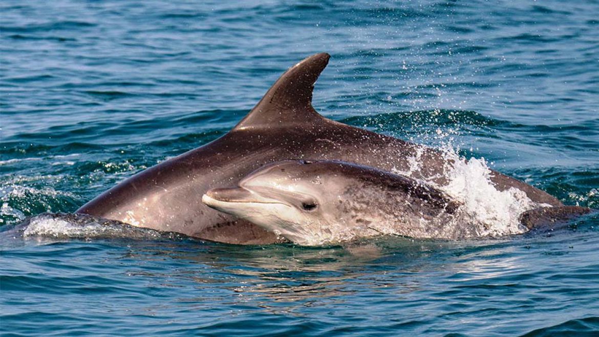 תצפית משמחת של דולפיננים מצויים תועדה מול חוף יפו