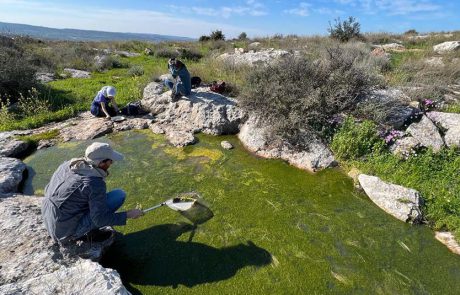 בוצן וזימרגל ארץ-ישראלי, אלטין עקום-זרעים וקרסולת השלולית. מכירים?