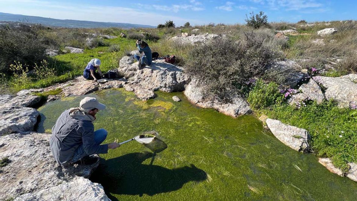 בוצן וזימרגל ארץ-ישראלי, אלטין עקום-זרעים וקרסולת השלולית. מכירים?