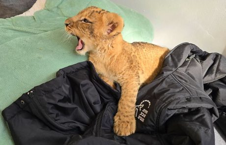 להפסיק ההתעללות בחיות הבר ובבעלי חיים בכלל!