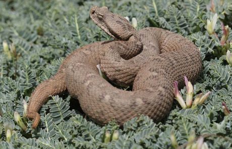 דו”ח מ-צב: רשות הטבע והגנים מפרסמת את “הספר האדום”