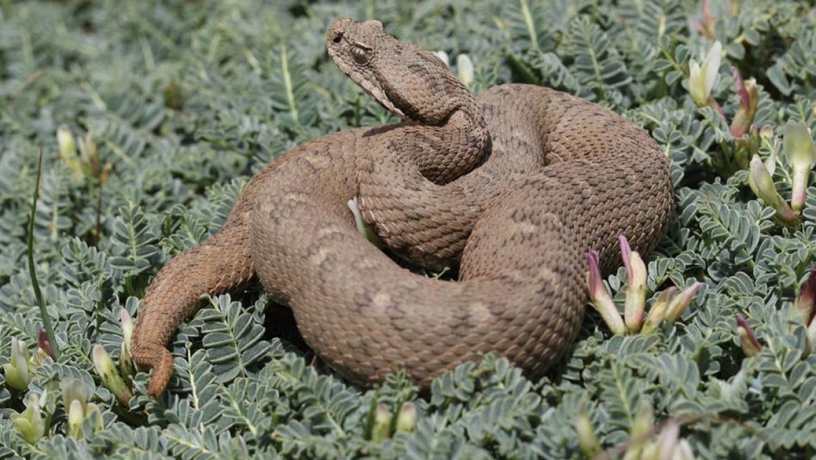 דו”ח מ-צב: רשות הטבע והגנים מפרסמת את “הספר האדום”