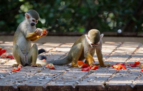 סיורים במקלט הקופים הישראלי בחג סוכות