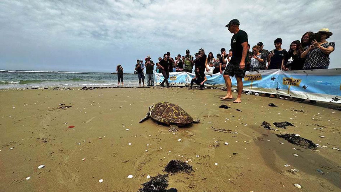 חסקה חוזרת הביתה, לים