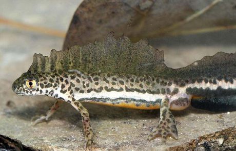נא להכיר: טריטון הפסים – דו חי מסדרת בעלי הזנב