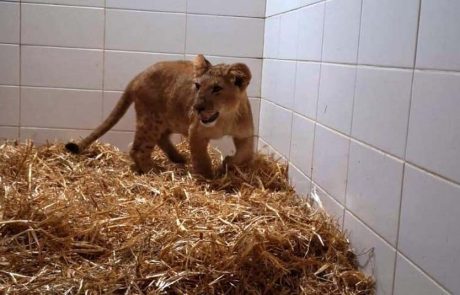 גור אריות נתפס בעיירה אבו דיס ליד מעלה אדומים