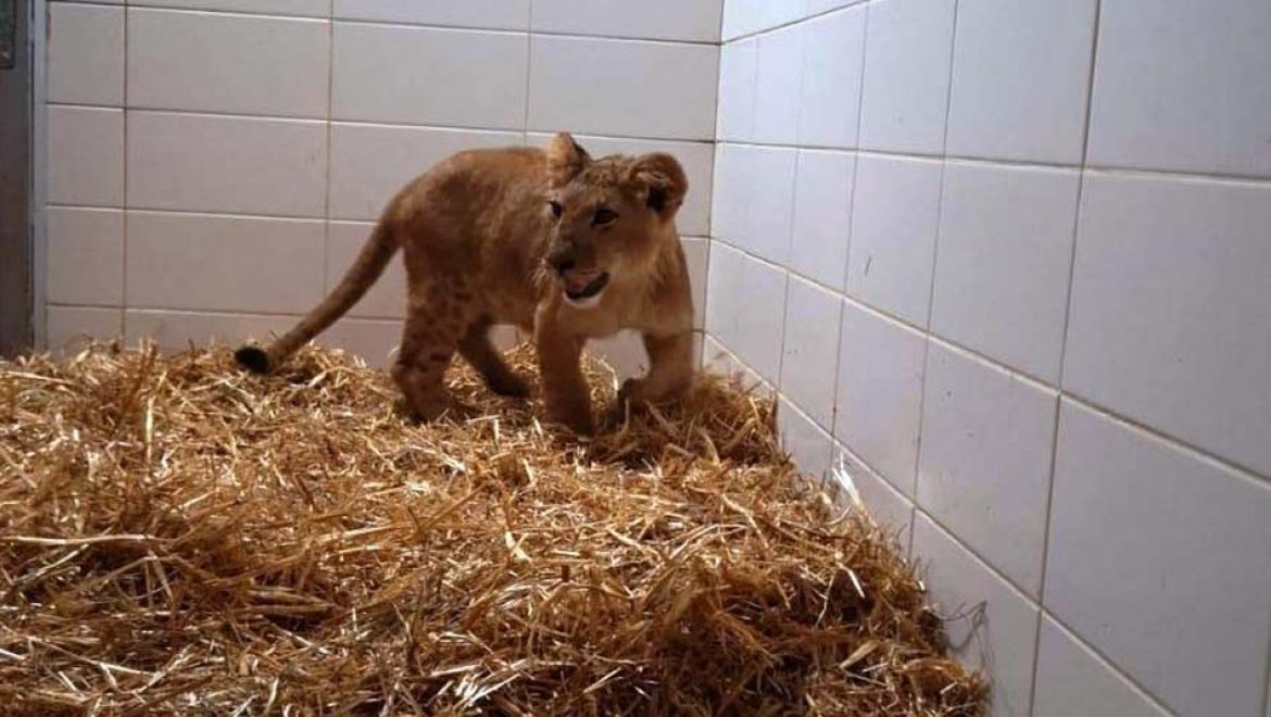 גור אריות נתפס בעיירה אבו דיס ליד מעלה אדומים