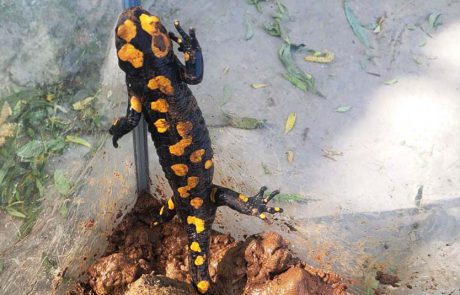 מטיילים בטבע ופוגשים סלמנדרה