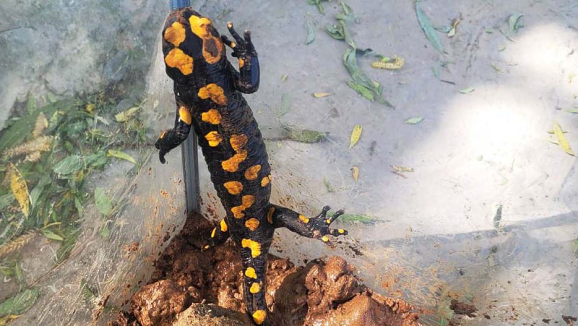 מטיילים בטבע ופוגשים סלמנדרה