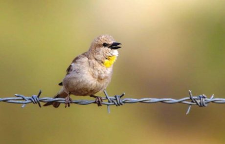 עולה חדשה בישראל: אוכלוסייה ראשונה של דרורית צהובת גרון בגולן