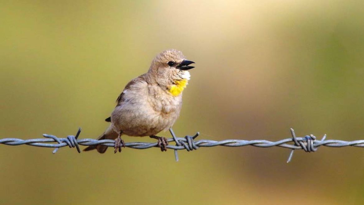 עולה חדשה בישראל: אוכלוסייה ראשונה של דרורית צהובת גרון בגולן