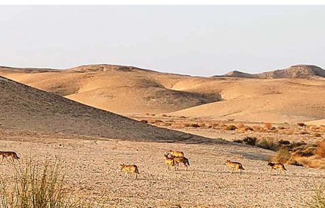 תצפית מדהימה: להקת זאבים בשמורת הטבע המכתשים עין יהב