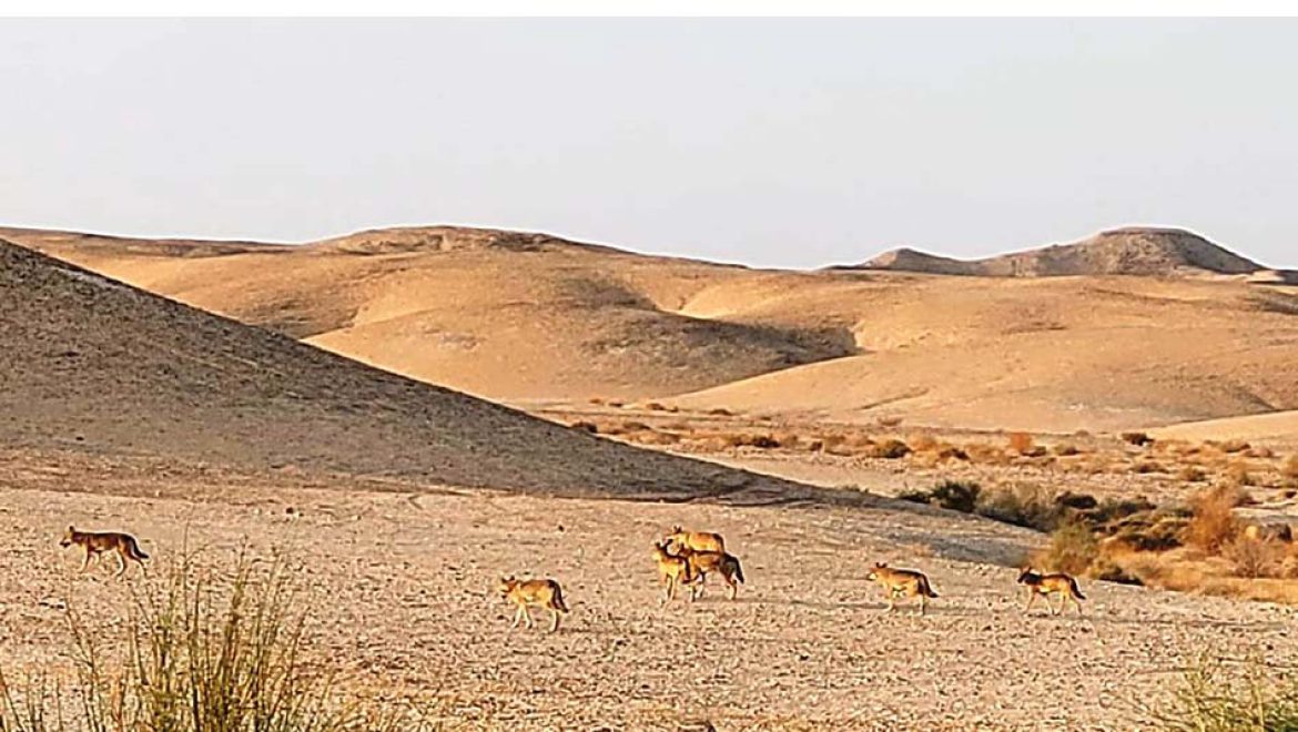 תצפית מדהימה: להקת זאבים בשמורת הטבע המכתשים עין יהב