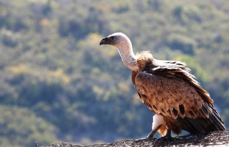 יש נשר בשמים: חודש הנשרים ברשות הטבע והגנים