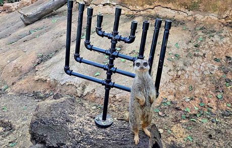 חנוכה בספארי: 8 ימים 8 בעלי חיים