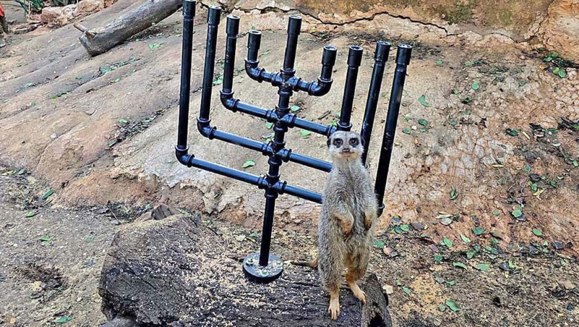 חנוכה בספארי: 8 ימים 8 בעלי חיים
