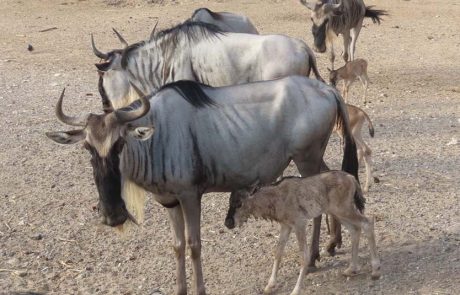 בספארי ר”ג אמא גנו המליטה עגל חמוד