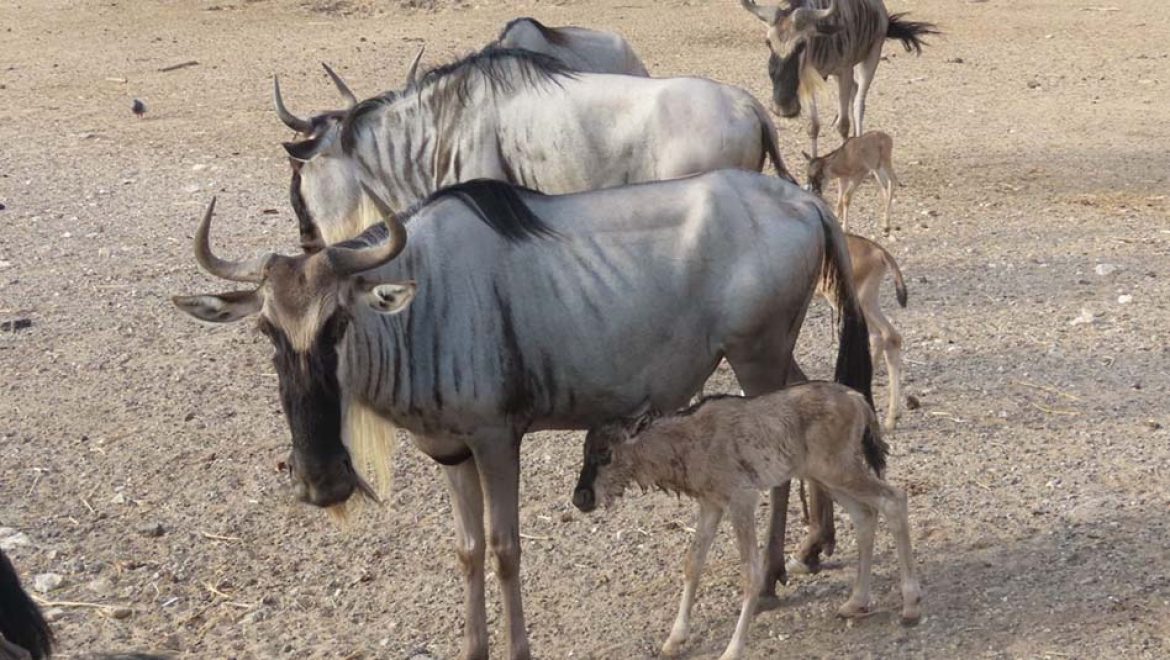 בספארי ר”ג אמא גנו המליטה עגל חמוד