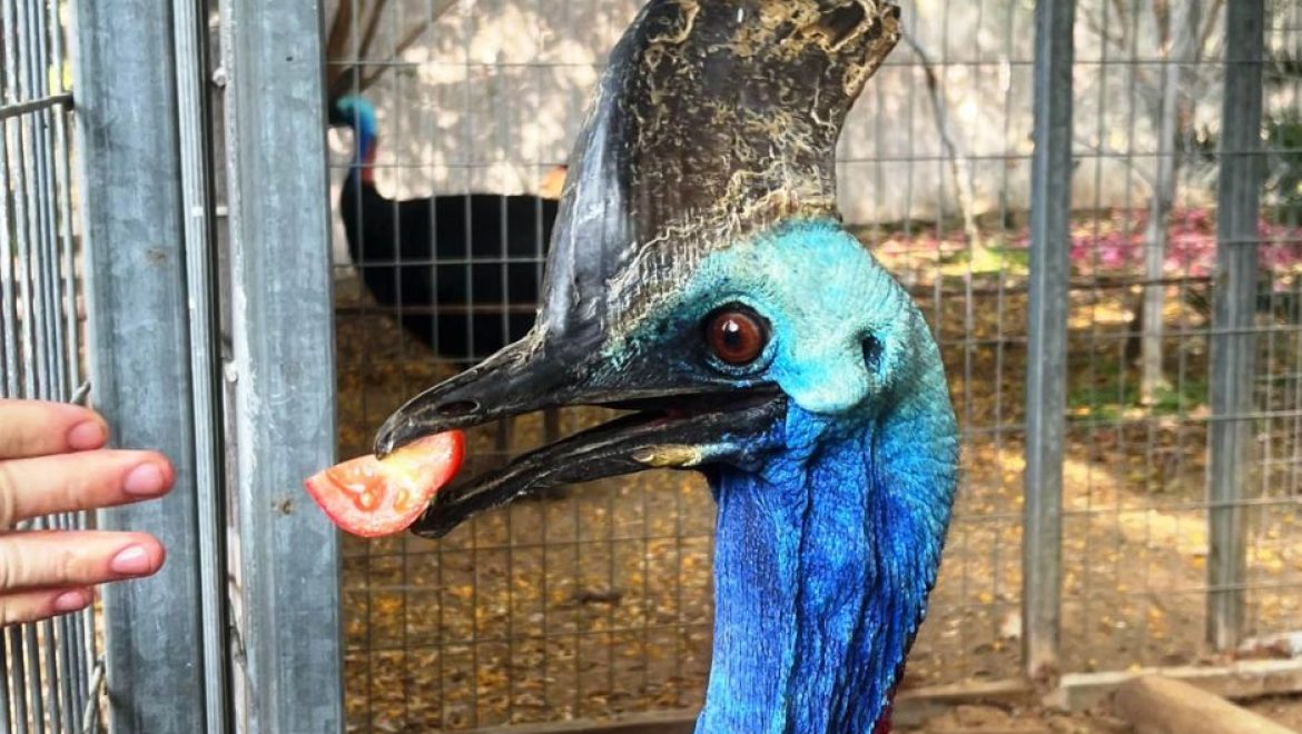 מה עושים בספארי כשהאריות מאבדים את התיאבון והקזוארים מגבירים?