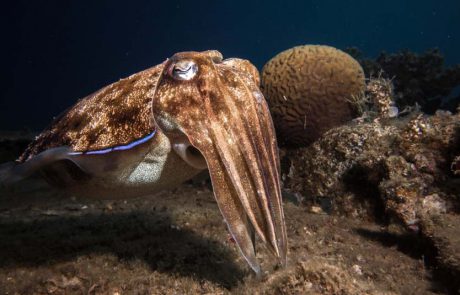 נא להכיר את גברת דְּיוֹנוּן רוֹקְחִים