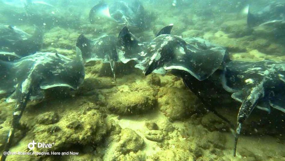 תצפית נדירה על התלהקות של מאות מחבטנים אפורים