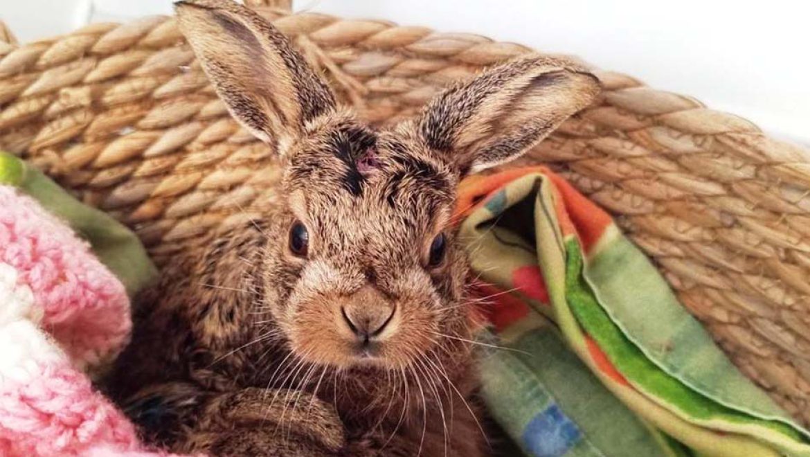 חדשות מספארי ר”ג: הכירו את גורת ארנבות שדה