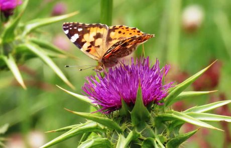 אגמון החולה-קק”ל נצבע כתום עם פרפרי נמפית החורשף