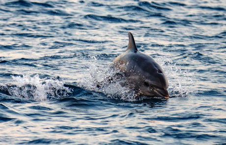 ברשות הטבע והגנים, נצפו כחמישה דולפינים מהמין דולפינן מצוי