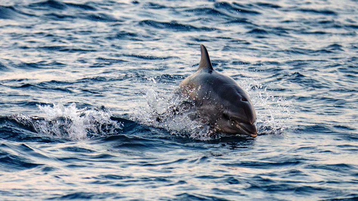 ברשות הטבע והגנים, נצפו כחמישה דולפינים מהמין דולפינן מצוי
