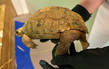 הצבה צד”ל נפצעה ומטופלת בבית חולים לחיות בספארי