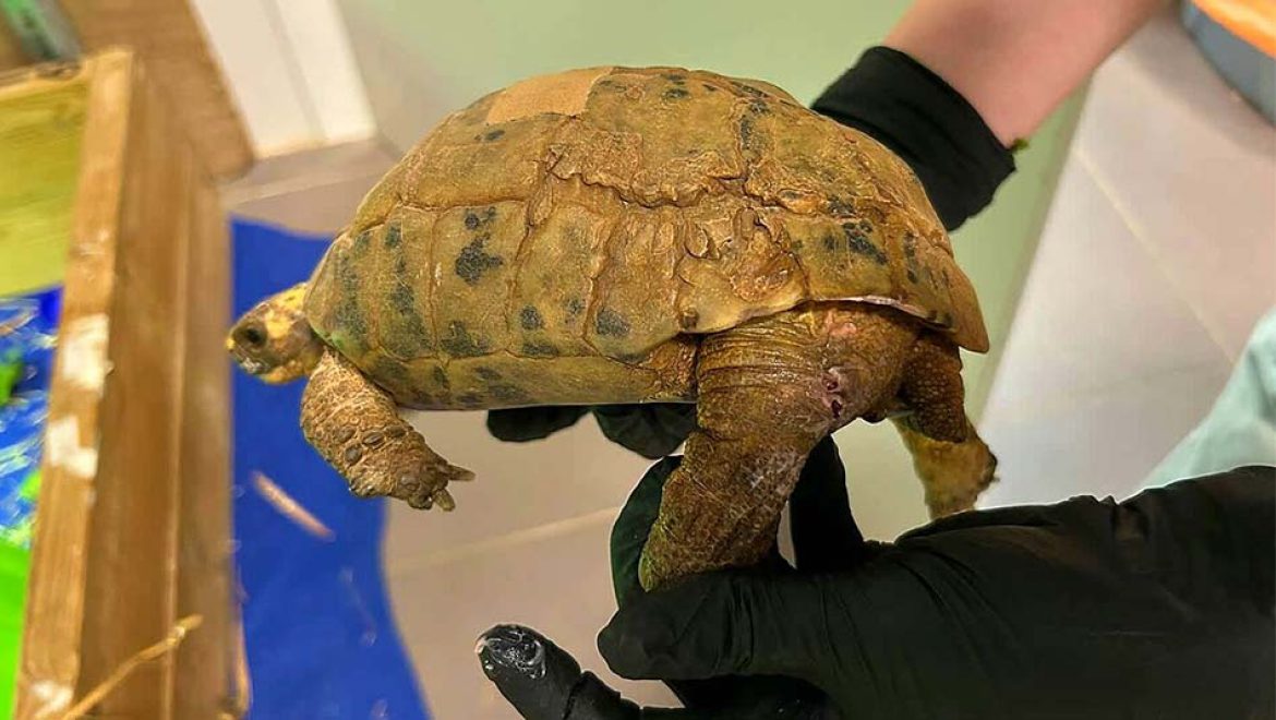 הצבה צד”ל נפצעה ומטופלת בבית חולים לחיות בספארי