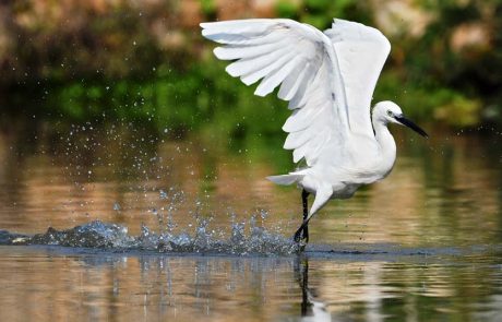 לכבוד יום נשיונל ג’אוגרפיק: החיים הסמויים של נחל הירקון