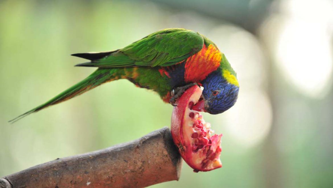 פותחים שנה חדשה בגן גורו: בעלי חיים אוסטרליים ופעילות משפחתית