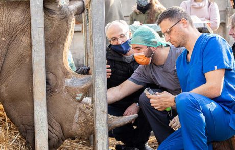 רואים לו בעיניים: טופאק, קרנף רחב שפה, מטופל בספארי