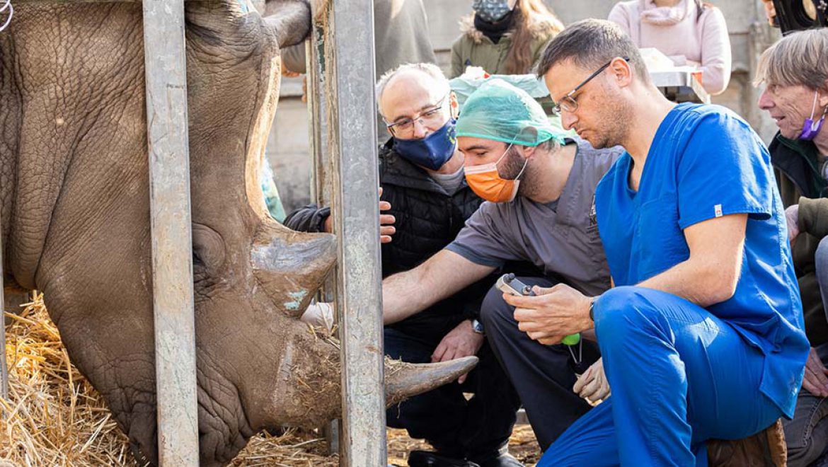 רואים לו בעיניים: טופאק, קרנף רחב שפה, מטופל בספארי
