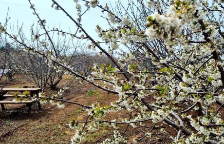 לא רק ביפן: פריחת הדובדבן הוקדמה עקב הטמפרטורות הגבוהות