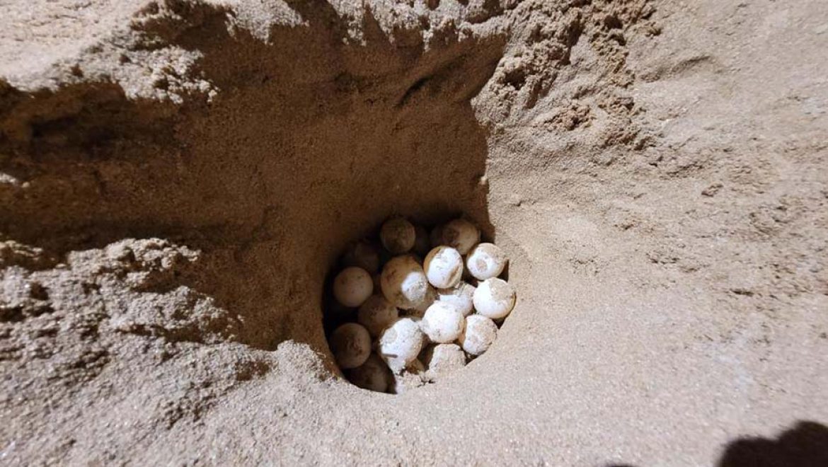 עונת ההטלות של צבי הים התחילה בימים אלו ותימשך עד ספטמבר