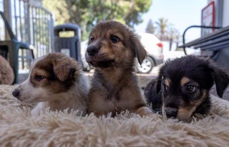 בואו היום לאמץ חבר: לקראת ‘יום הכלב הבינלאומי’